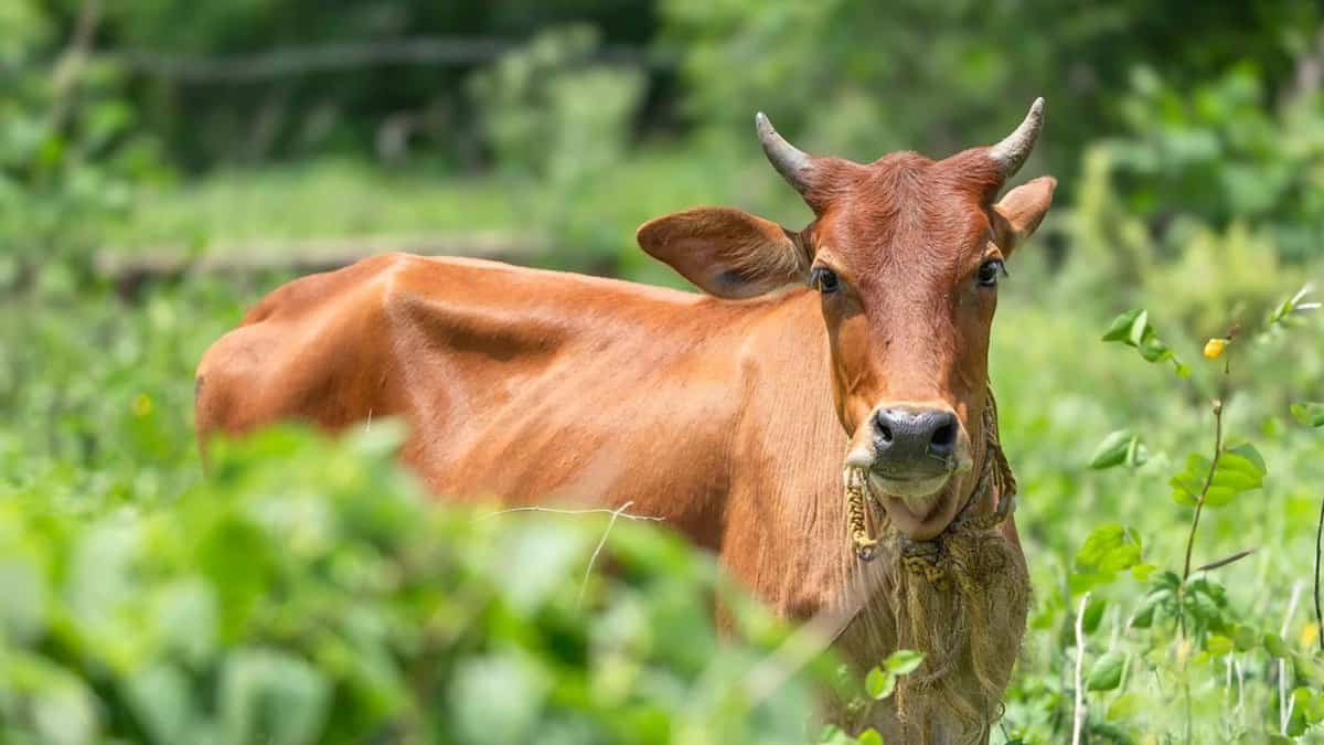 cow