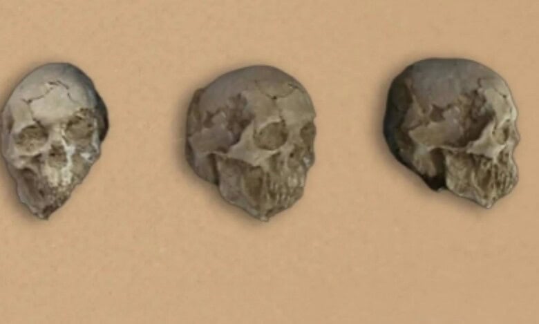 Three ancient human skulls displayed in a row against a beige background.