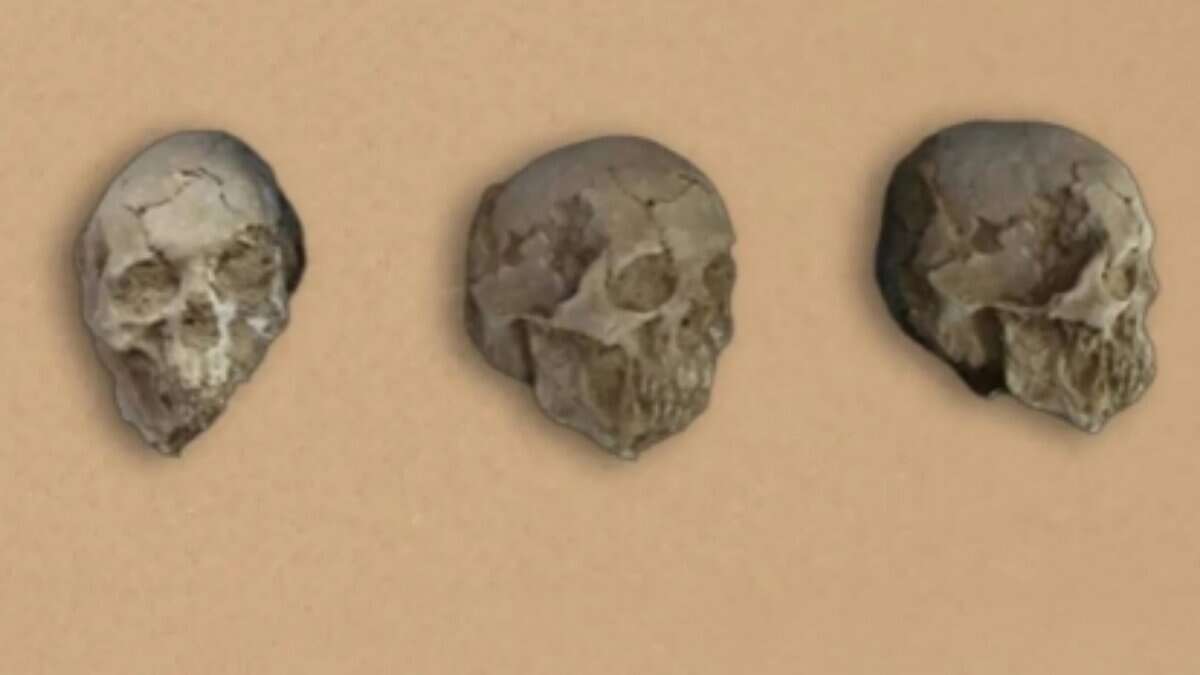 Three ancient human skulls displayed in a row against a beige background.