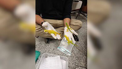 Customs department seizes exotic wildlife at Hyderabad airport