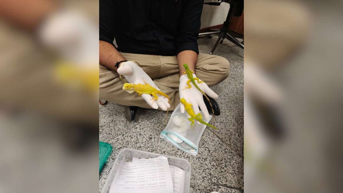 Customs department seizes exotic wildlife at Hyderabad airport