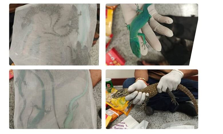 Exotic lizards recovered at Hyderabad airport