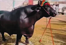 Rs 24 crore buffalo, Anmol