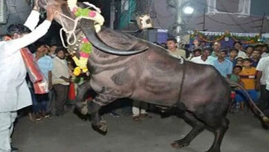Bull runs amok in Hyderabad