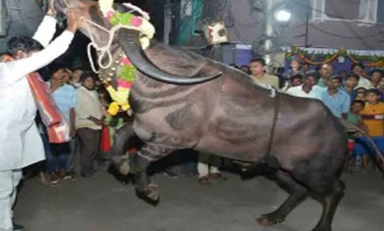 Bull runs amok in Hyderabad