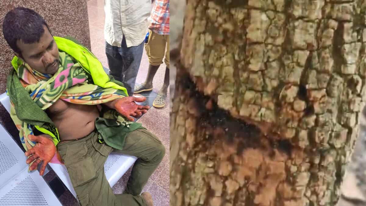 The image shows Thokala Ravi (left), after being attacked by wildlife poachers, and the trunk of a tree where the traps were laid and caught on September 8, 2025.