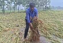 Warangal farmer's paddy crop damaged due to incessant rains in Madannapet village of Narsampet mandal.
