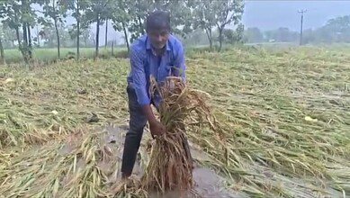 Warangal farmer's paddy crop damaged due to incessant rains in Madannapet village of Narsampet mandal.