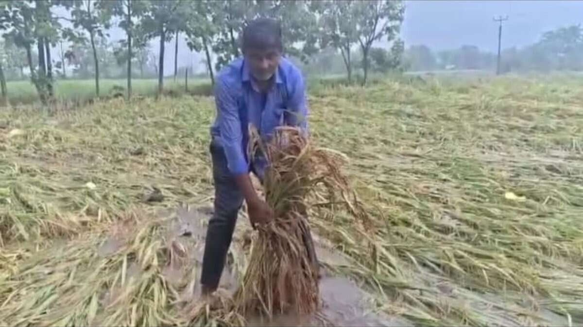 Warangal farmer's paddy crop damaged due to incessant rains in Madannapet village of Narsampet mandal.