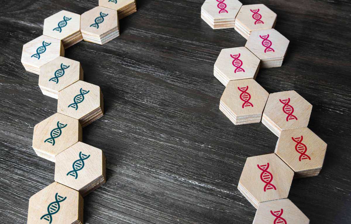 blocks representing genetic comparative study