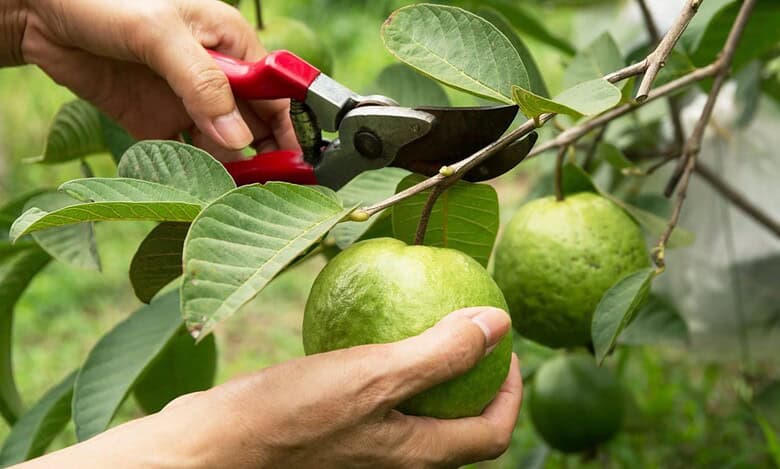 Sri Konda Laxman Telangana Horticultural University (SKLTGHU) recommends increasing area of fruits and vegetables cultivation in its 'Perspective Plan' released on Thursday, October 8, 2025.