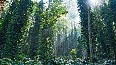 Araku Valley: Must-visit closest coffee destination to Hyderabad