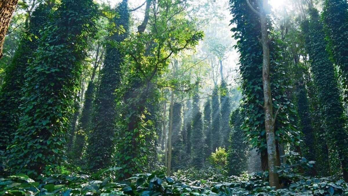 Araku Valley: Must-visit closest coffee destination to Hyderabad