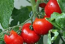 Tomato