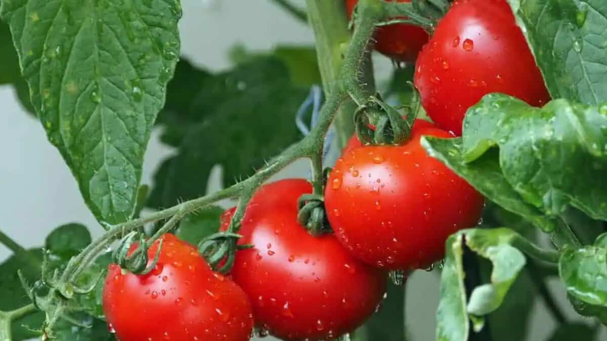 Tomato
