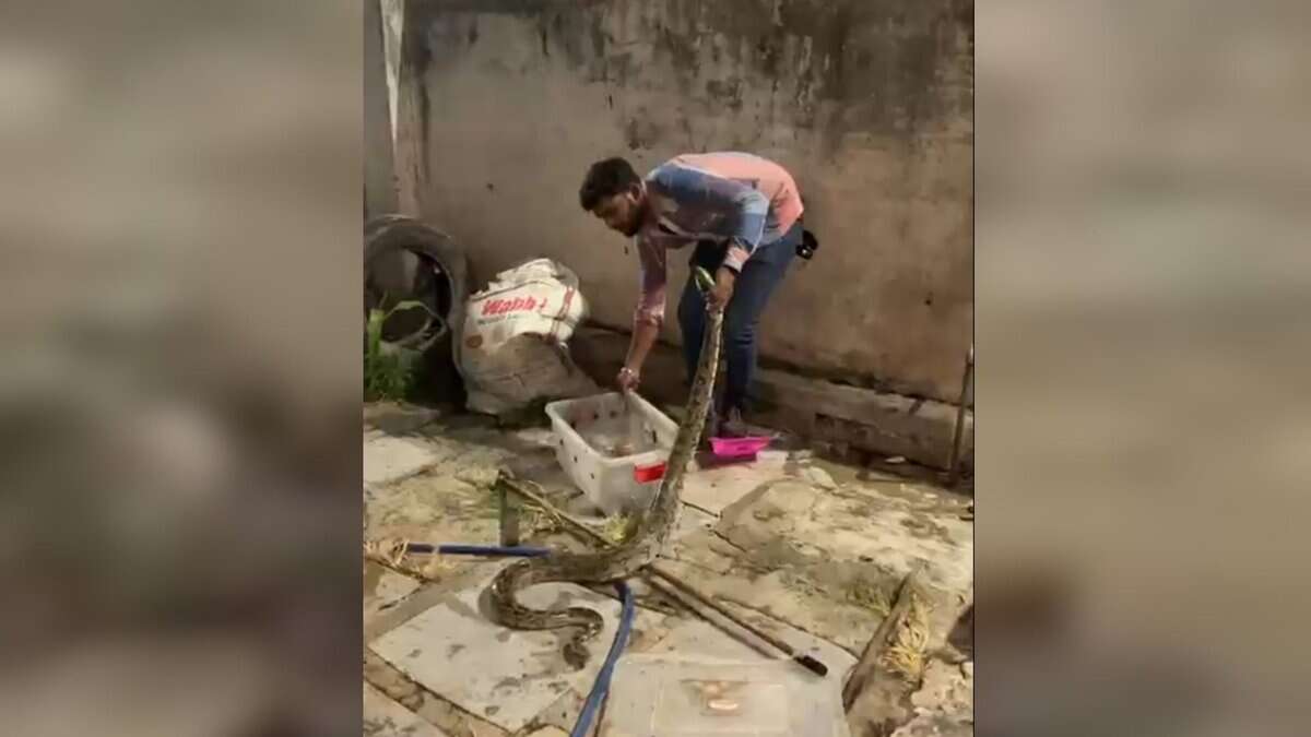 Snake catcher Syed Taqi catches a four-foot Rock Python spotted near City College in Hyderabad on Tuesday