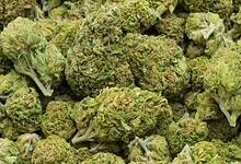 ganja