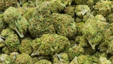 ganja