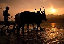 Indian farmer