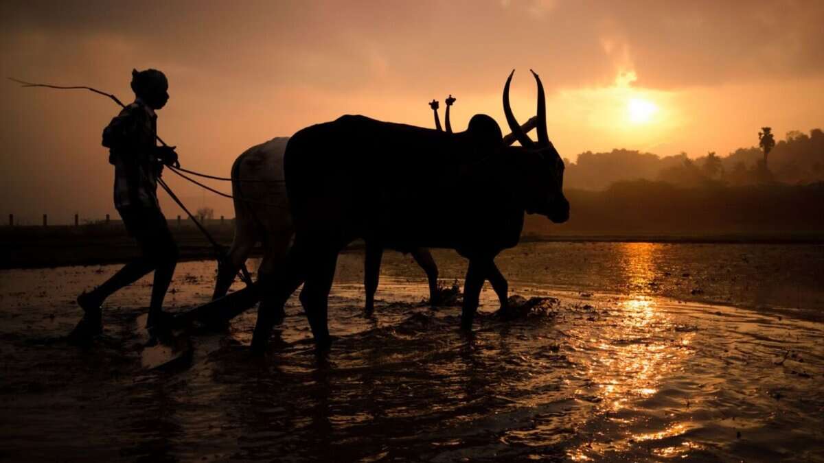Indian farmer