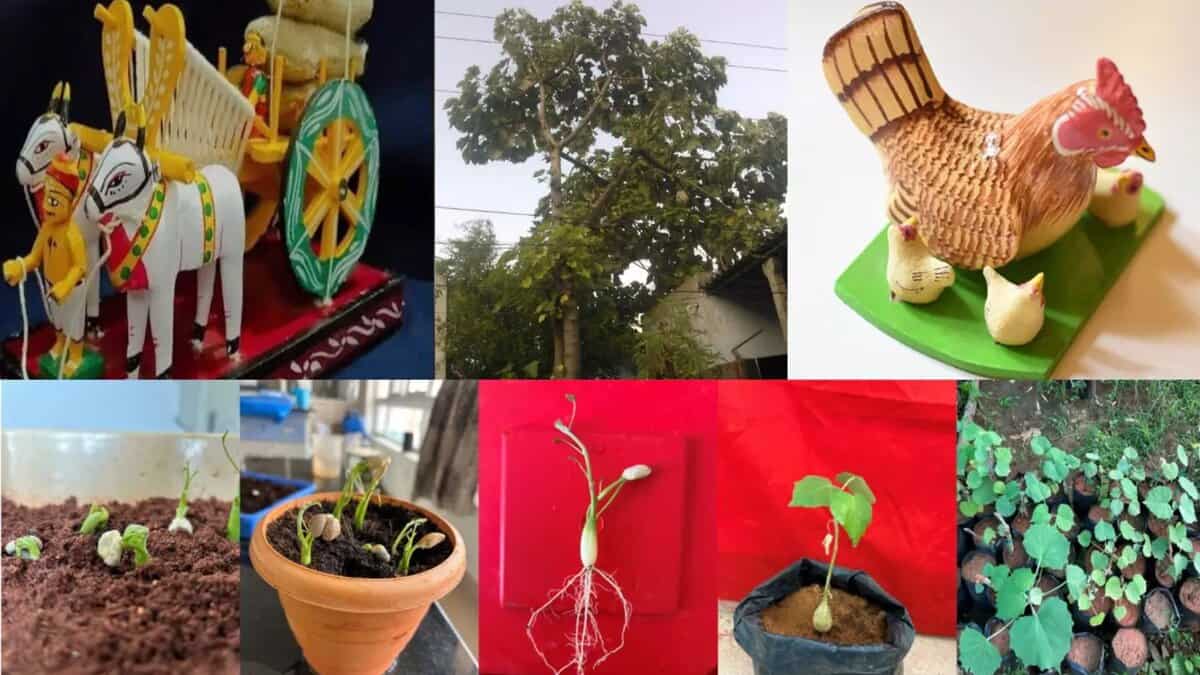Telangana Poniki tree