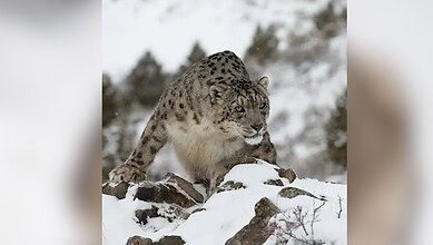 Snow Leopards in India
