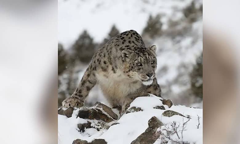 Snow Leopards in India