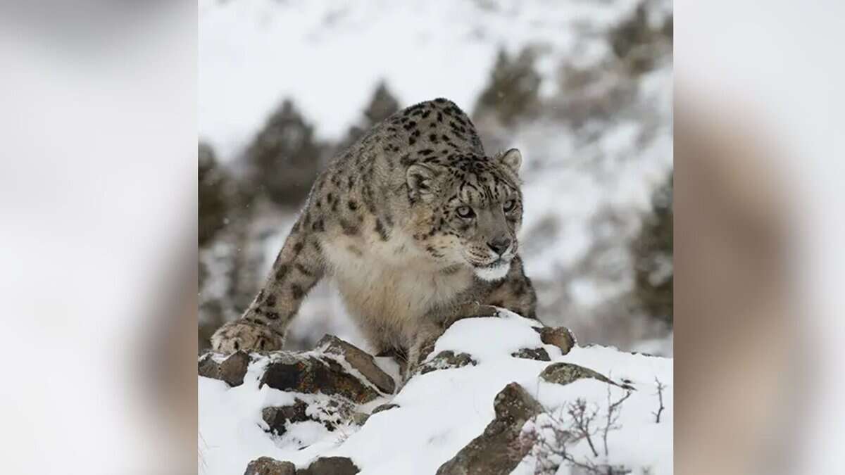 Snow Leopards in India