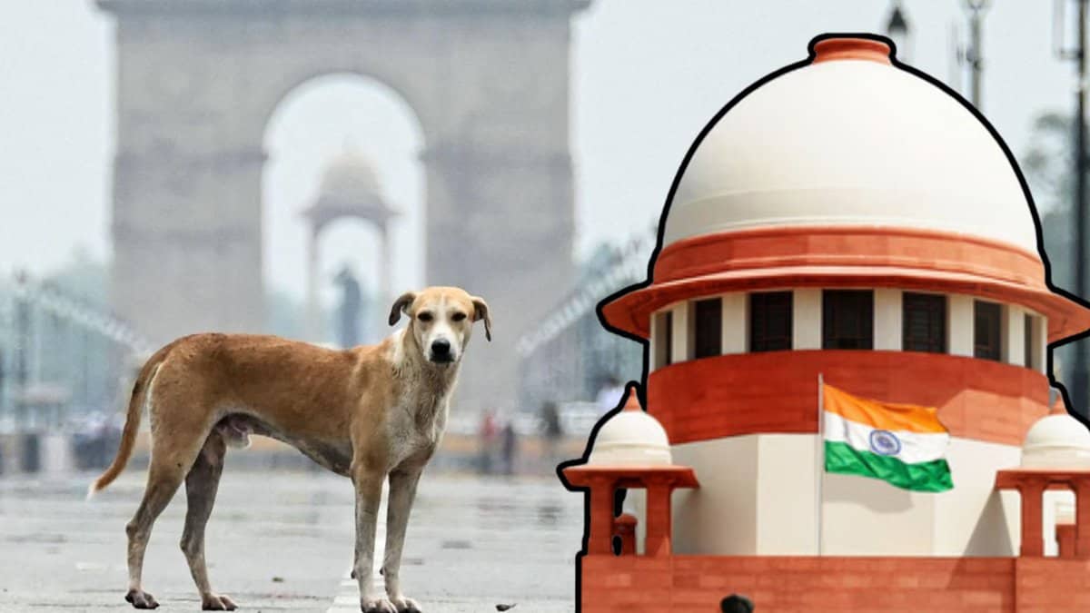 Supreme Court stray dogs