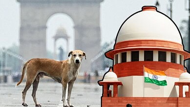 Supreme Court stray dogs