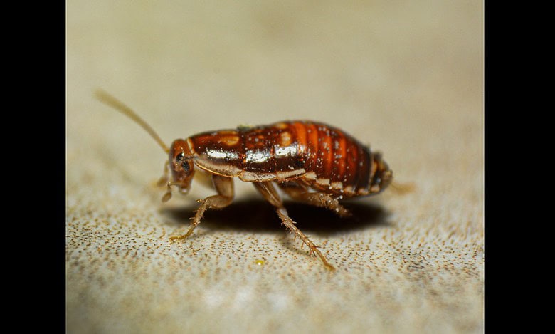 Close-up image of a small brown cockroach on a surface.
