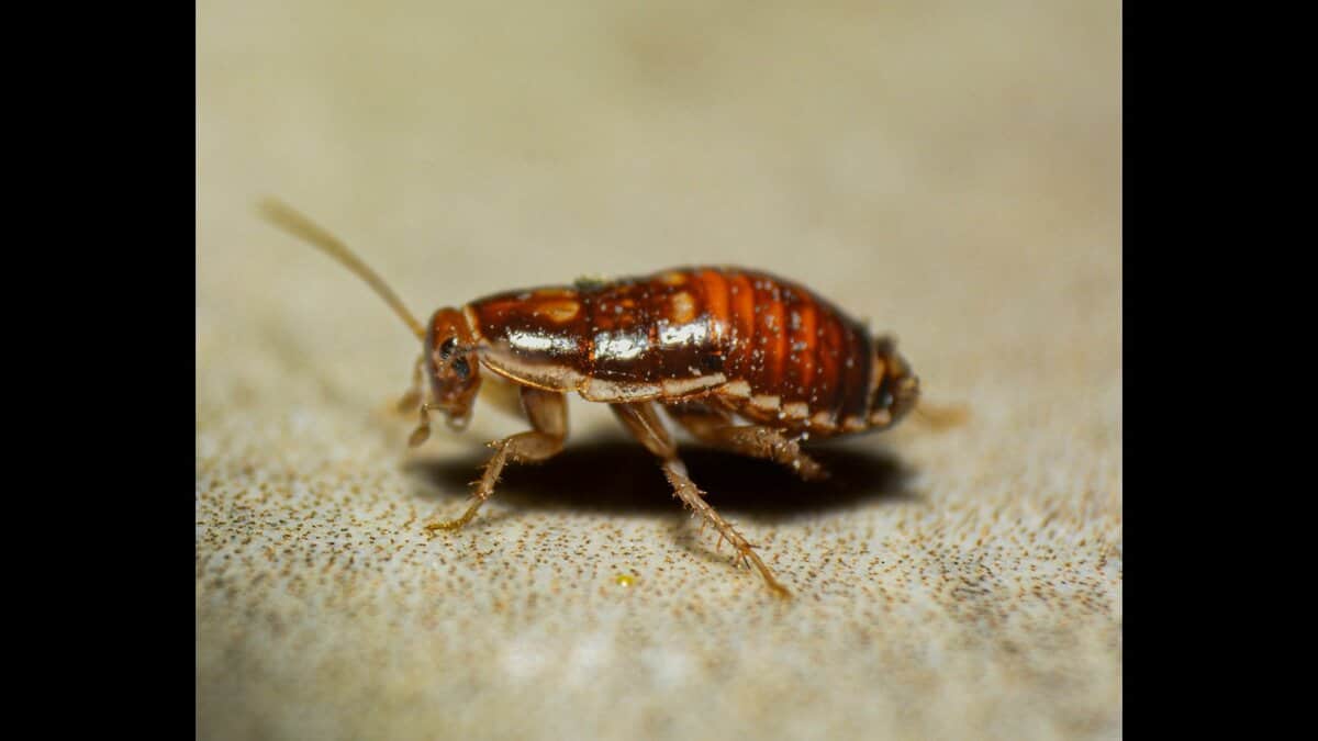 Close-up image of a small brown cockroach on a surface.
