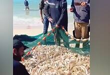 Gaza fishermen pull in a net full of fish on the beach