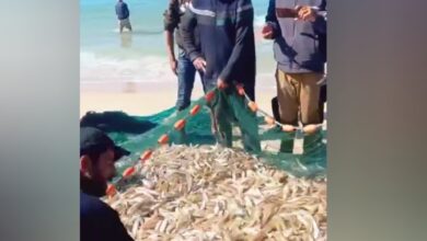 Gaza fishermen pull in a net full of fish on the beach