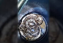 12-foot python spotted in front of a Vishakapatnam home