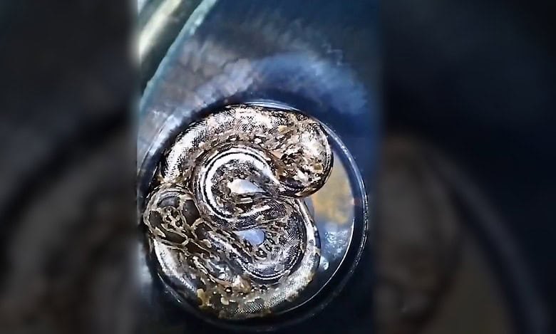 12-foot python spotted in front of a Vishakapatnam home