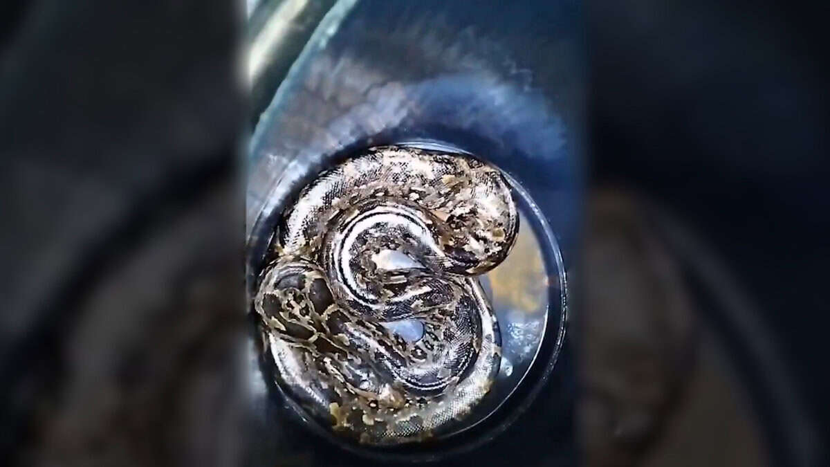 12-foot python spotted in front of a Vishakapatnam home