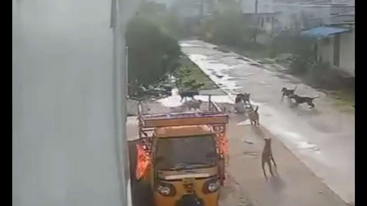Stray dogs attack in Telangana