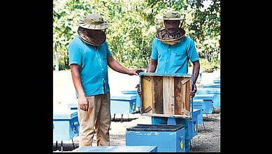 Bee Keeping is demonstrated at the Khammam district jail