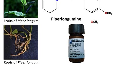 long pepper Piperlongumine colon cancer treatment