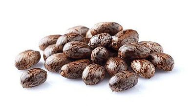 Ricin, how its used as a poison in terror plots