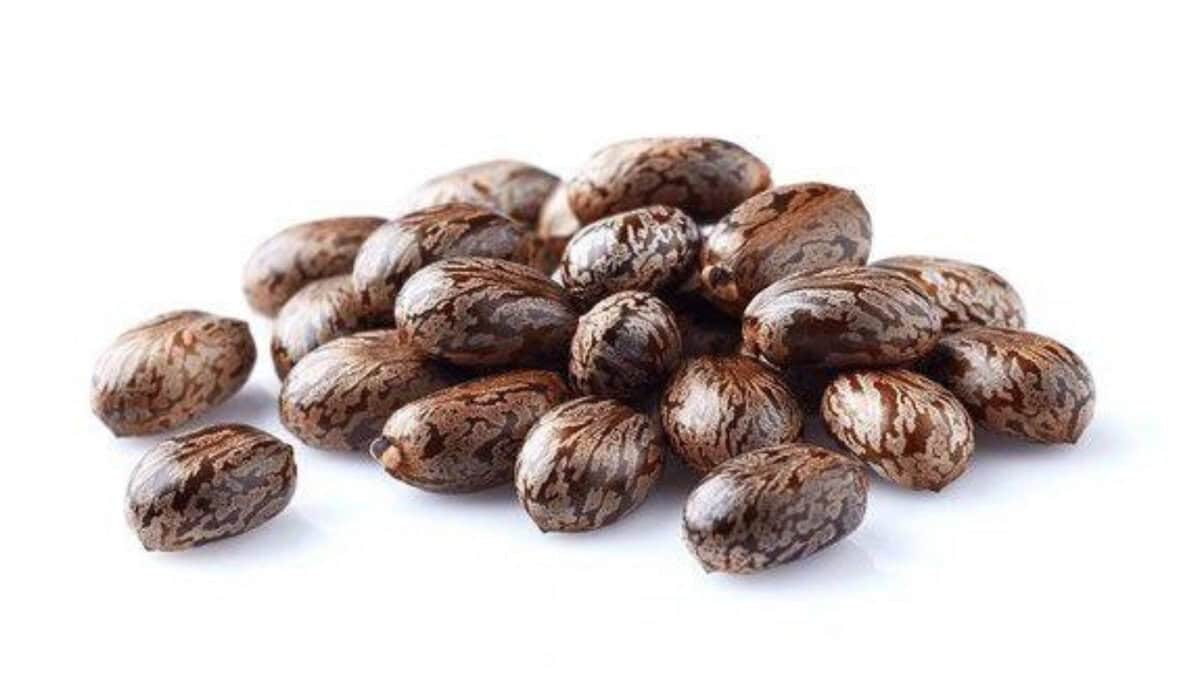 Ricin, how its used as a poison in terror plots