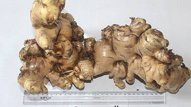 new ginger variety developed by nagaland university