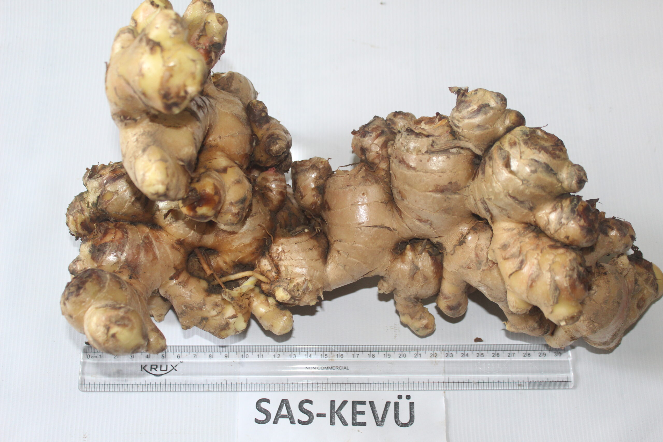 new ginger variety developed by nagaland university
