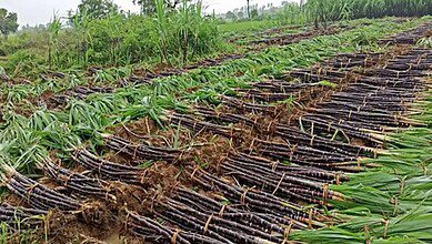 Sugarcane