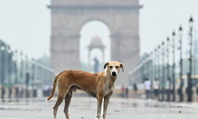 Supreme courts orders relocation of stray dogs from institutional areas