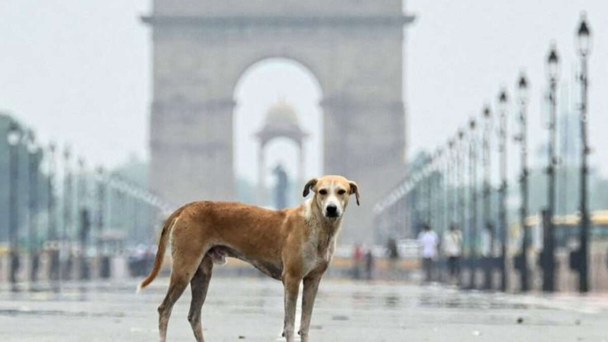 Supreme courts orders relocation of stray dogs from institutional areas