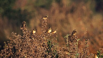 Image of Tipai wildlife resirt