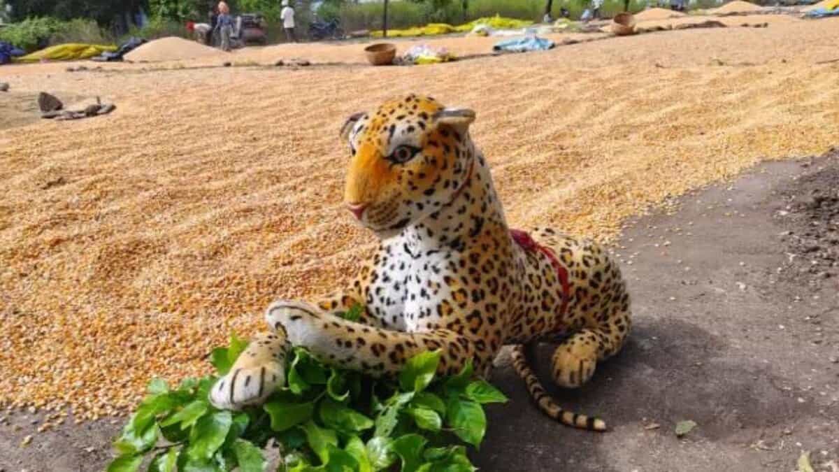 Stuffed tiger placed in field by Jagtial farmer
