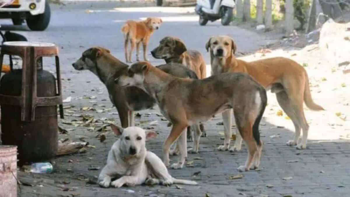 An image of stray dogs used for Representational purpose